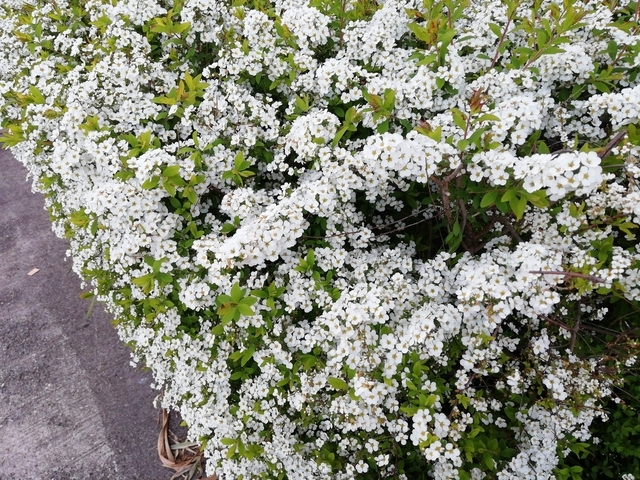 ユキヤナギ 2021 