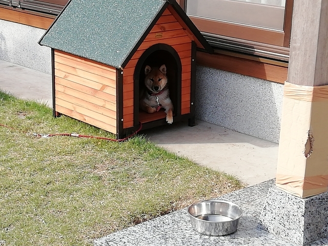 うちの犬 2021 その5