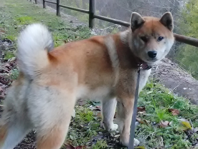 うちの犬 2022