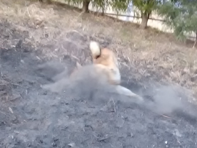 うちの犬 2022