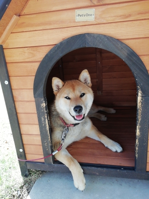 うちの犬 2022 その3