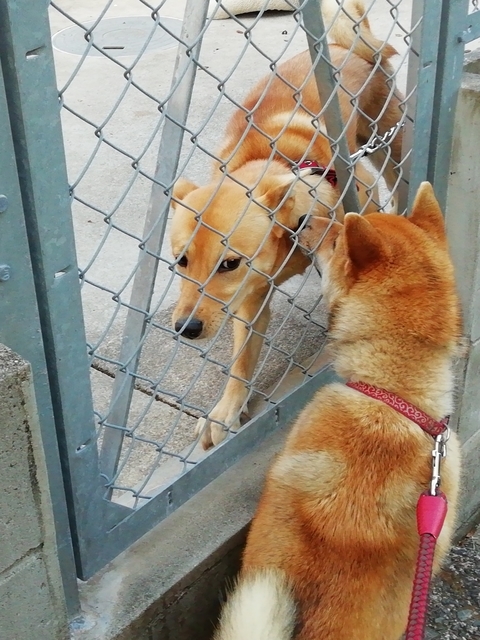 うちの犬 2022 その4