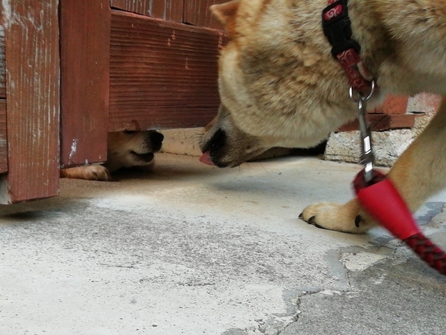 うちの犬 2022 その4