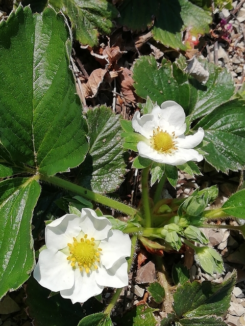 イチゴの花 2022 