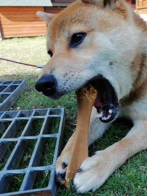 うちの犬 2022 その7