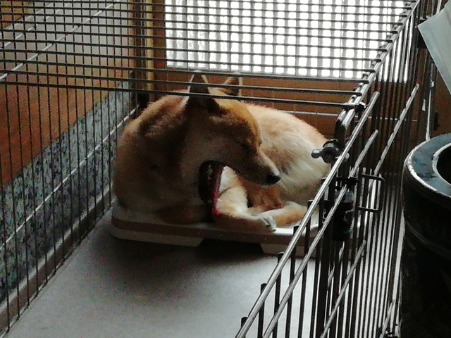 うちの犬 2022 その7