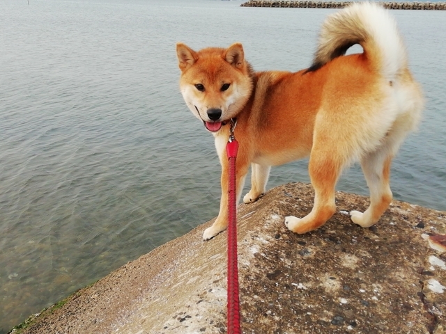 うちの犬 2022 その9