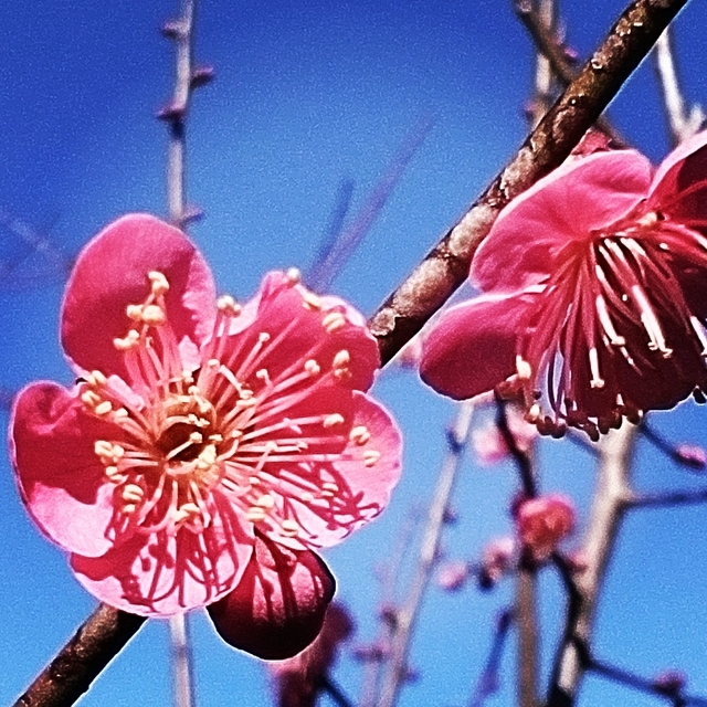 紅梅 2023 