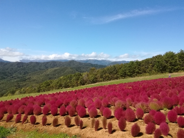 ひるがの高原のコキア 2019 