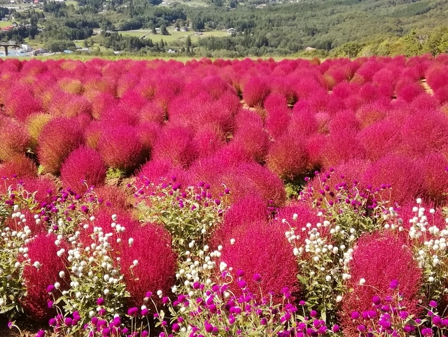 ひるがの高原のコキア 2019 
