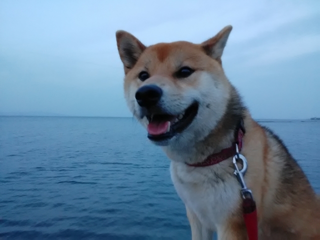 散歩中の犬 2023 