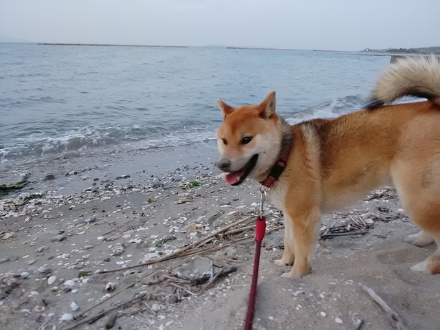 散歩中の犬 2023 