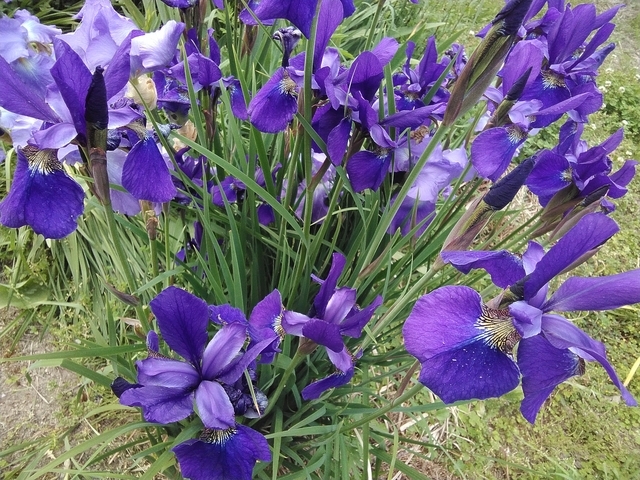 アヤメ 2023