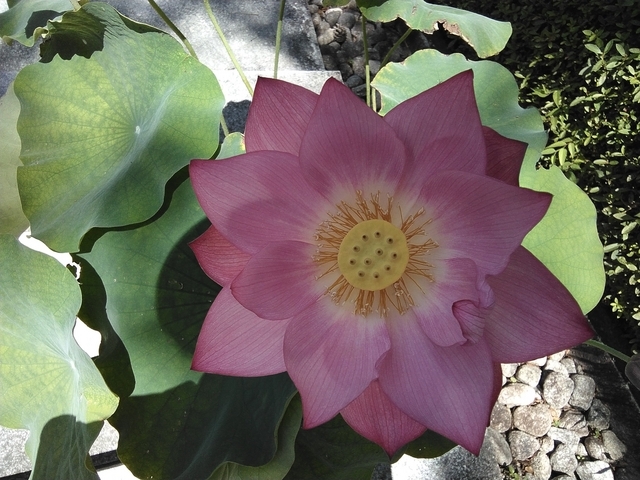 平等院 鳳凰堂 蓮の花 2023 