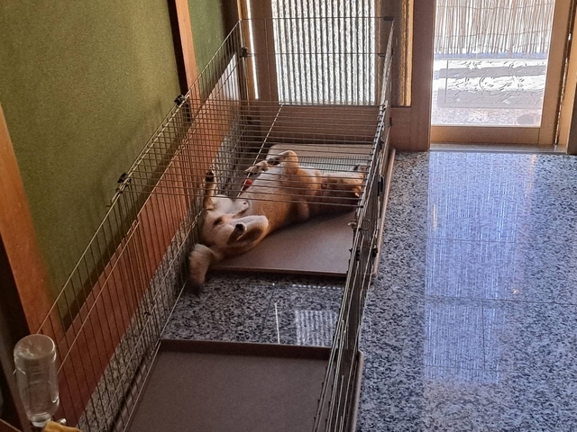 朝寝中の犬 2023 