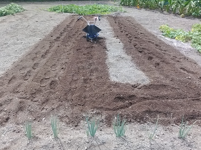 冬野菜の植え付け 2023