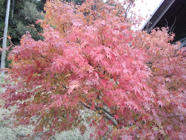 安土城跡入口の紅葉 2023 