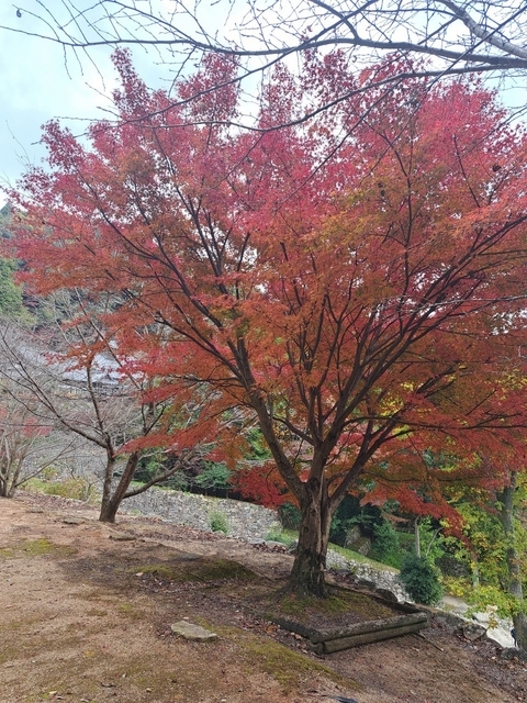 羽柴秀吉邸跡の紅葉 2023 