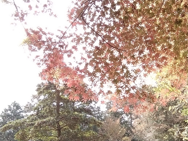 安土城天守台跡の紅葉 2023 