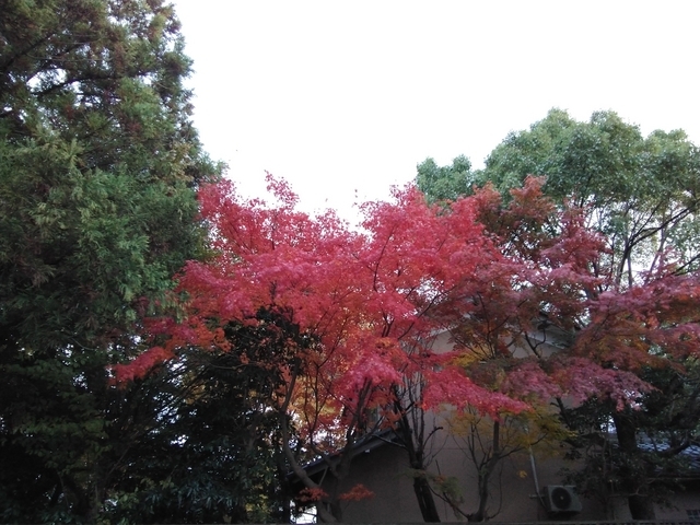 CLUB HARIE 入り口横の紅葉 2023 