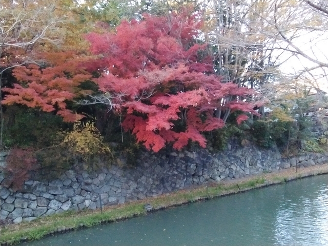 八幡堀沿いの紅葉 2023 