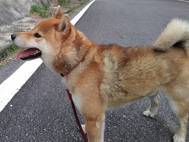 うちの犬 2024 その２ 