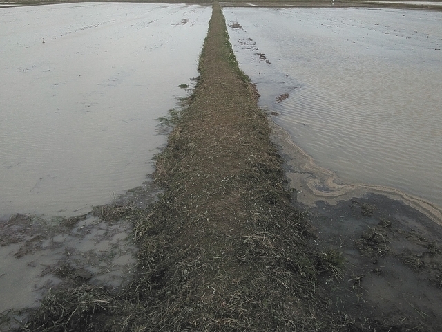 草刈り 2024 草刈り後