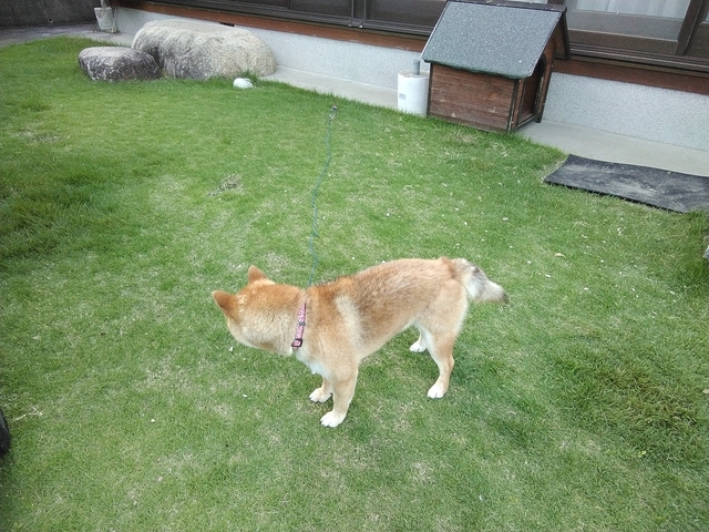 うちの犬 2024 その5