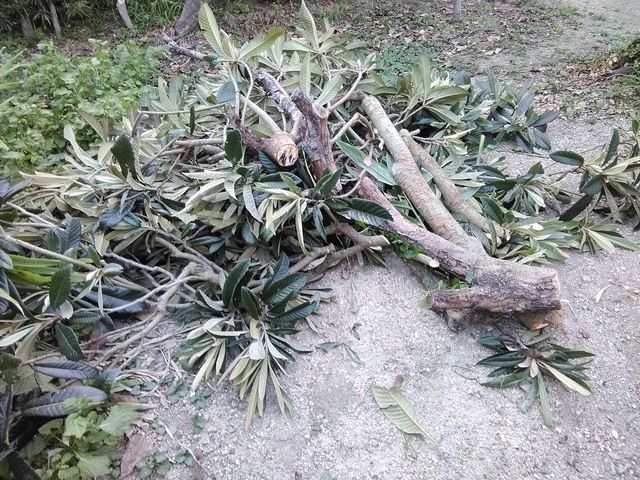 ビワの剪定 2024 