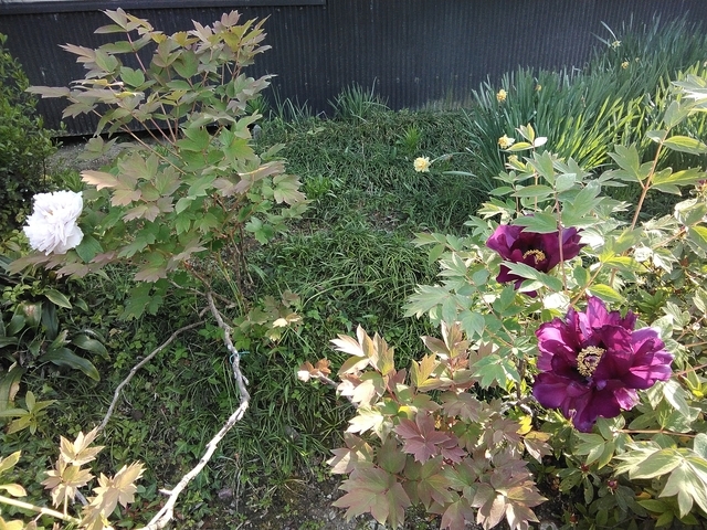 ボタン 2025 その４ 