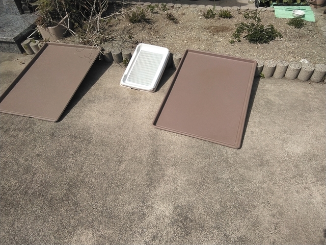 うちの犬 2025 その２ 