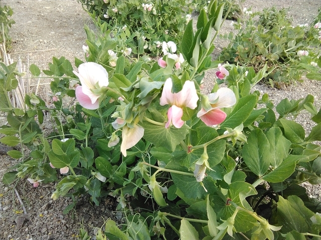 エンドウの花 2025 