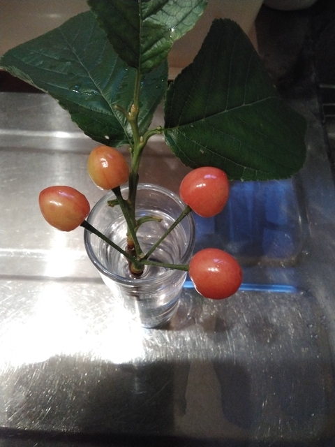 サクランボ 2025 