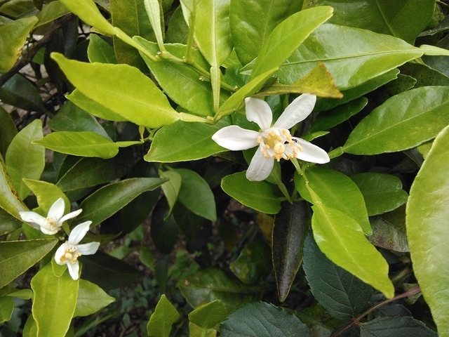 デコポンの花 2025 