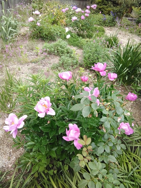 シャクヤクの紅 2025 