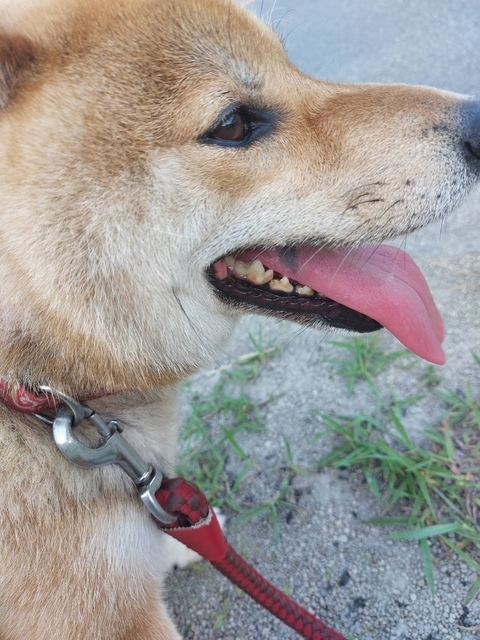 うちの犬 2025 その６ 