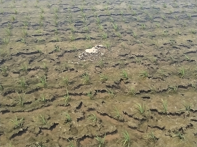 除草剤 2026 