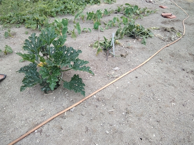 夏野菜 2026 ズッキーニ 