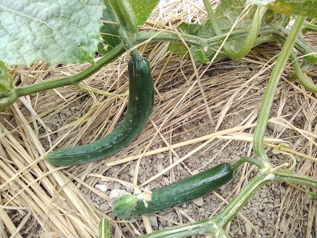 夏野菜 2026 キュウリ 