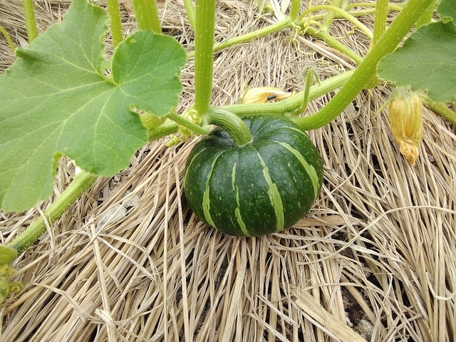 夏野菜 2026 カボチャ 