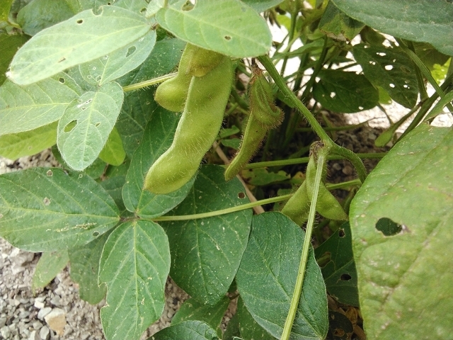 夏野菜 2026 白ダイズ 