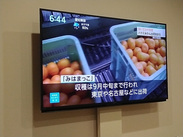 みはまっこ出荷開始 2026-06-24 