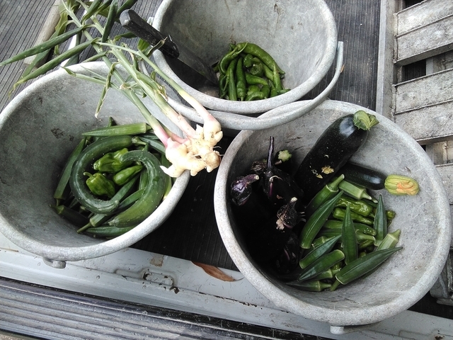 夏野菜 2026 その３ 