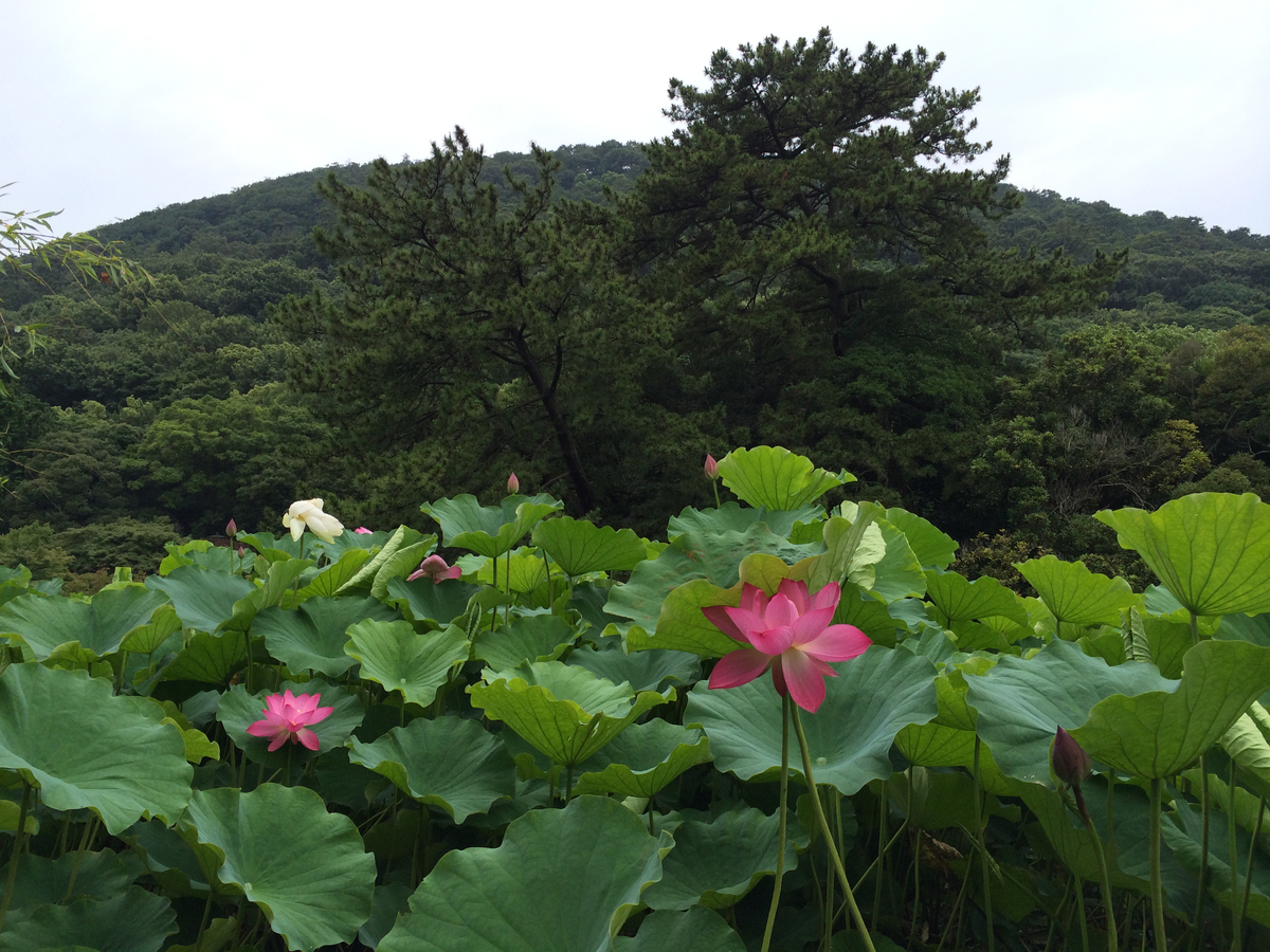 f:id:Tsukasado:20200614085102j:plain