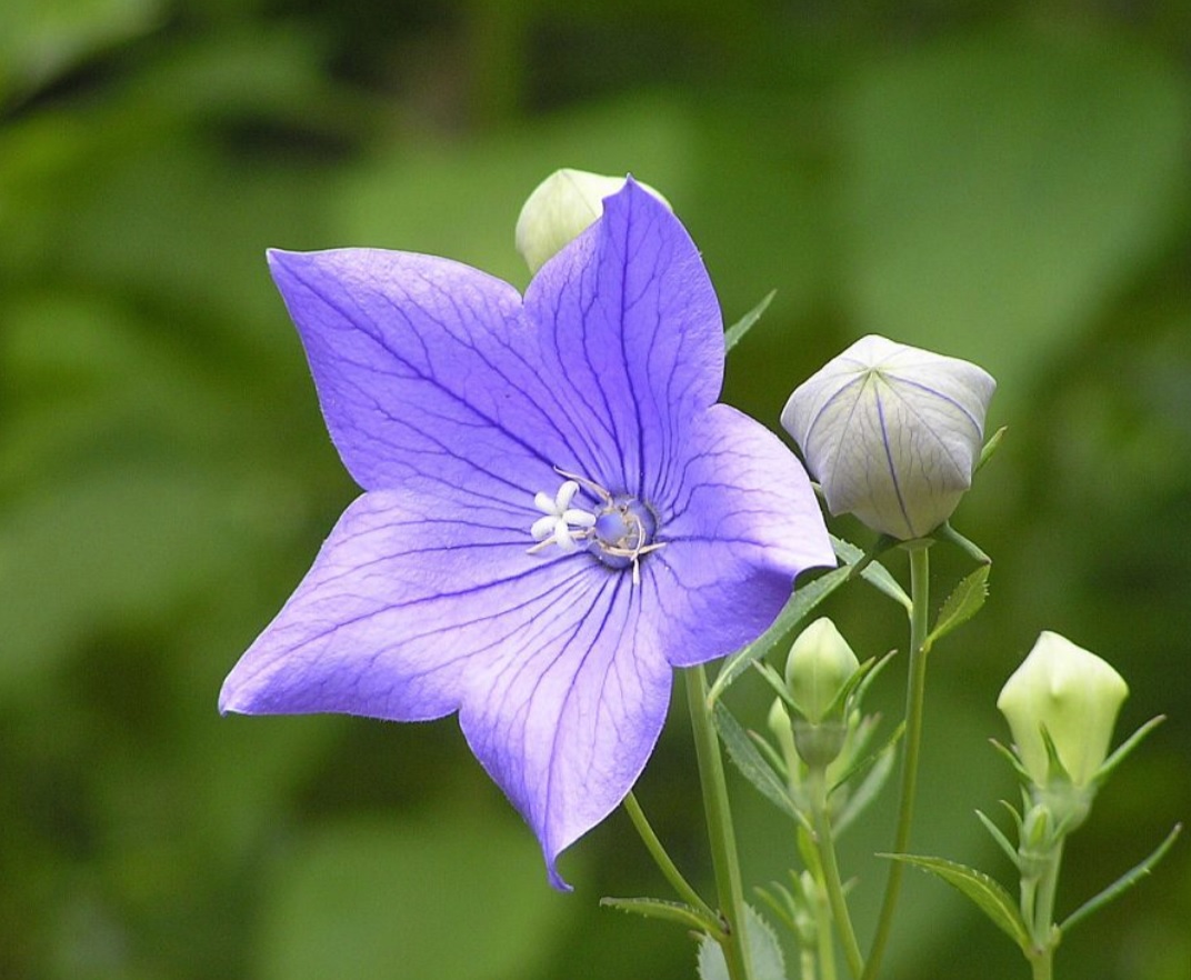 f:id:Tsumamikanzashi:20200507133051j:plain f:id:Tsumamikanzashi:20200507133051j:plain