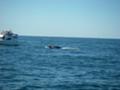 WHALE WATCH