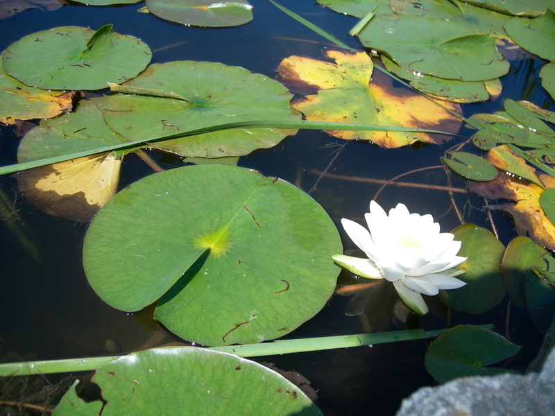 f:id:Tsurezurekun:20190822075405j:plain f:id:Tsurezurekun:20190822075405j:plain
