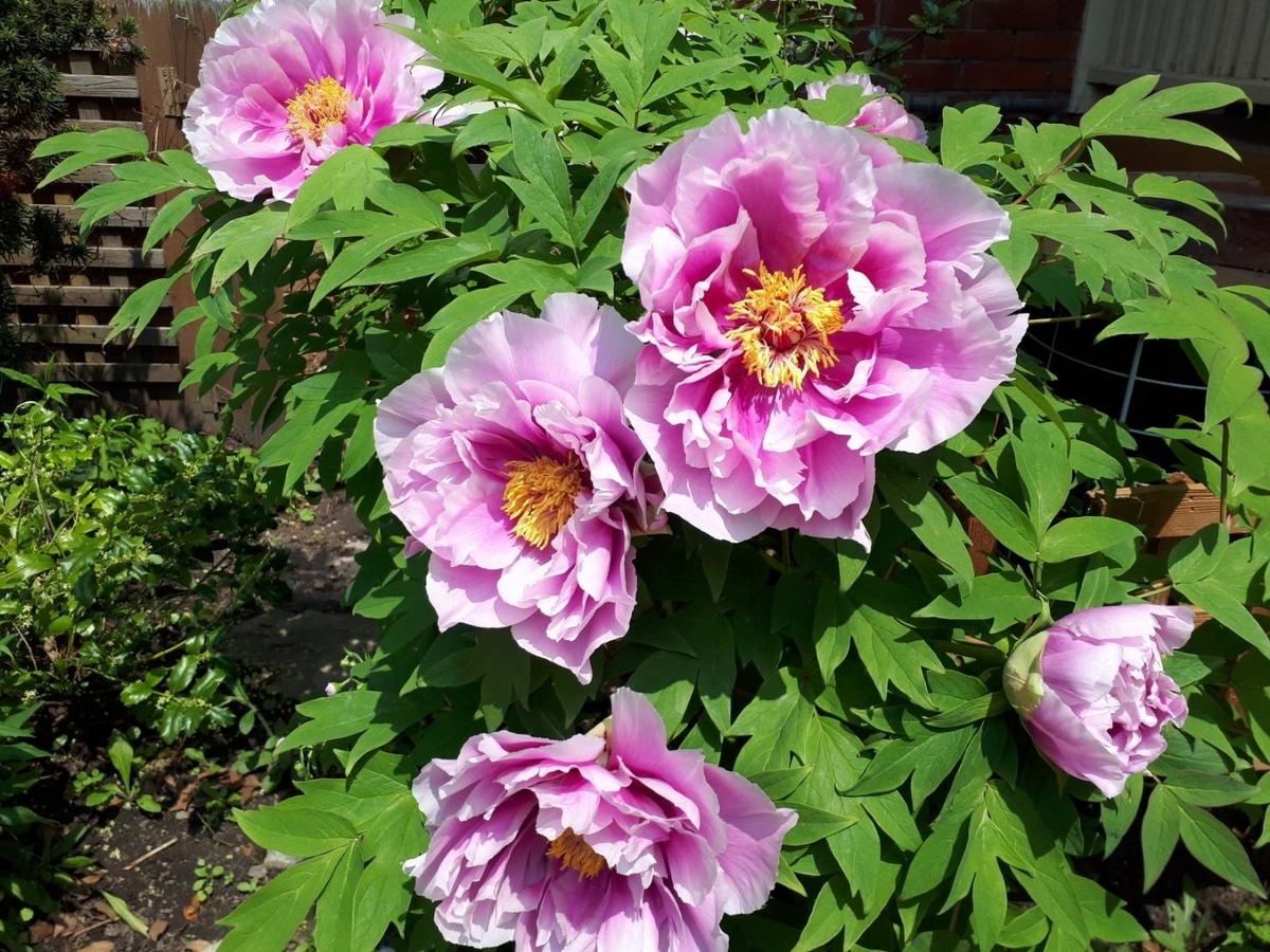 f:id:Tsurezurekun:20190823011118j:plain f:id:Tsurezurekun:20190823011118j:plain