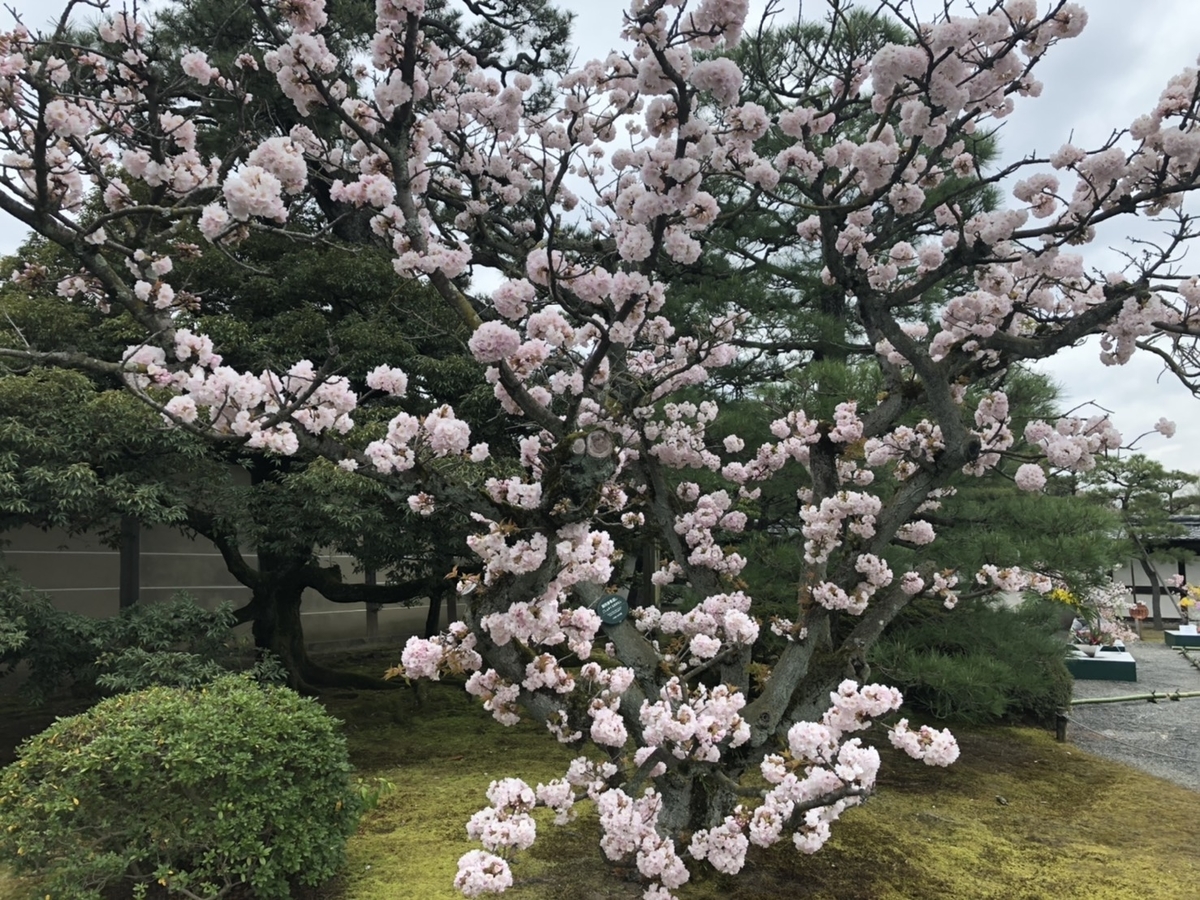 f:id:TsutayaP:20210403113439j:plain