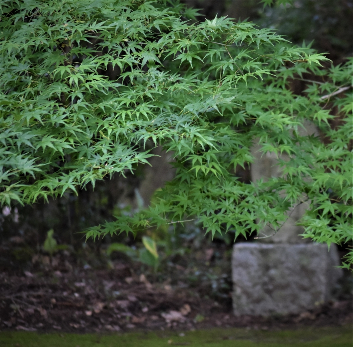 f:id:TuAki:20200809123214j:plain